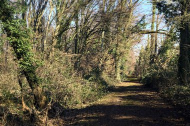 Trail with foliage and almost bare trees arching on it in a forest on a winter day in the italian countryside