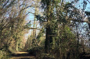 Trail with foliage and almost bare trees arching on it in a forest on a winter day in the italian countryside