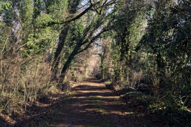 Trail with foliage and almost bare trees arching on it in a forest on a winter day in the italian countryside