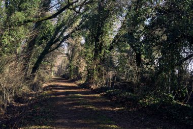 Trail with foliage and almost bare trees arching on it in a forest on a winter day in the italian countryside