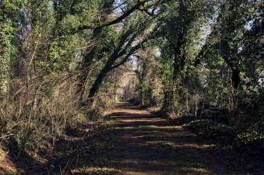 Trail with foliage and almost bare trees arching on it in a forest on a winter day in the italian countryside