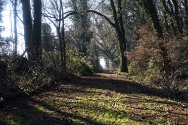 Trail with foliage in a park that leads to an opening on a sunny day in winter