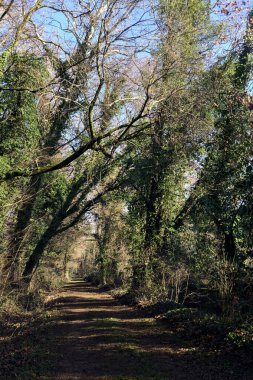 Trail with foliage and almost bare trees arching on it in a forest on a winter day in the italian countryside