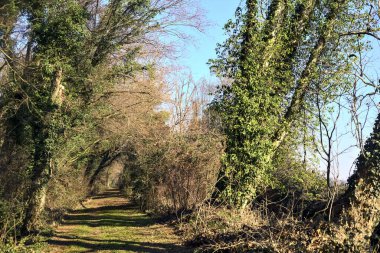 Trail with foliage and almost bare trees arching on it in a forest on a winter day in the italian countryside