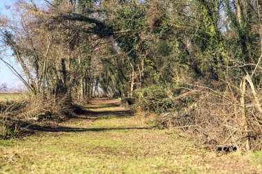 Path in a park with a field visible through trees on a sunny day