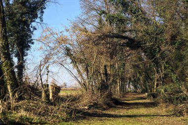 Path in a park with a field visible through trees on a sunny day