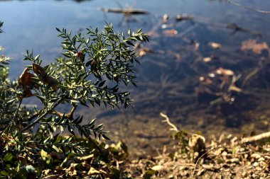 Butcher broom with berries by the shore of a river seen up close
