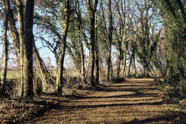 Trail with foliage and almost bare trees arching on it in a forest on a winter day in the italian countryside