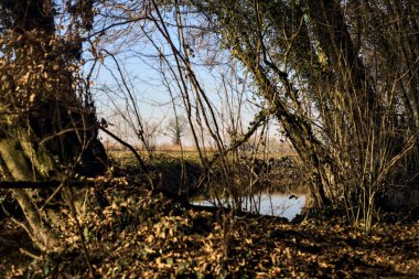 Stream of water bordered by a forest next to a cultivated field on a sunny day in winter in the italian countryside