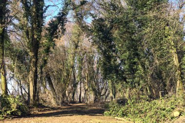 Trail with foliage and almost bare trees arching on it in a forest on a winter day in the italian countryside