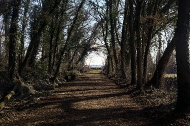 Trail with foliage and almost bare trees arching on it in a forest on a winter day in the italian countryside