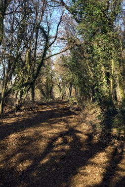 Trail with foliage and almost bare trees arching on it in a forest on a winter day in the italian countryside