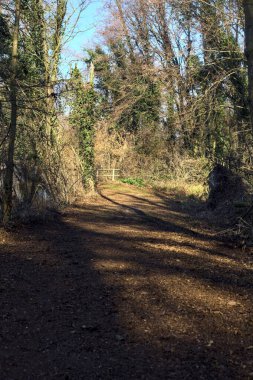 Trail with foliage and almost bare trees arching on it in a forest on a winter day in the italian countryside