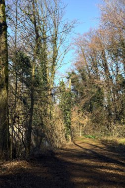 Trail with foliage and almost bare trees arching on it in a forest on a winter day in the italian countryside