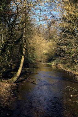 Stream of water with trees arching on it in a forest on a sunny day in winter