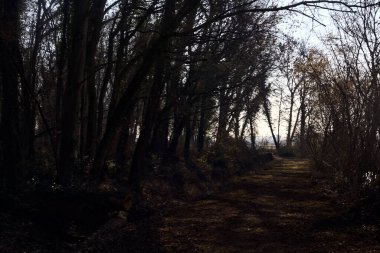 Trail with foliage and almost bare trees arching on it in a forest on a winter day in the italian countryside