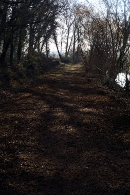 Path with foliage in a forest bordered by a stream of water on a winter day in the italian countryside