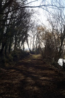 Path with foliage in a forest bordered by a stream of water on a winter day in the italian countryside