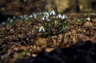 Spring snowflakes in bloom with foliage on the ground seen up close