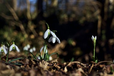 Spring snowflakes in bloom with foliage on the ground seen up close