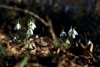 Spring snowflakes in bloom with foliage on the ground seen up close