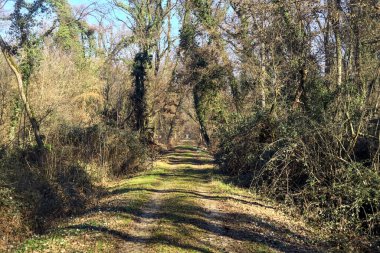 Trail with foliage and almost bare trees arching on it in a forest on a winter day in the italian countryside