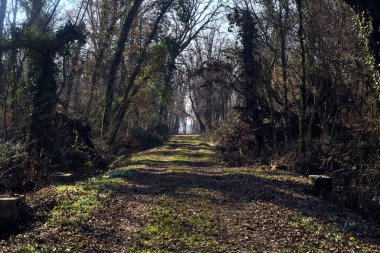 Trail with foliage in a park that leads to an opening on a sunny day in winter