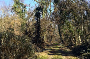 Trail with foliage and almost bare trees arching on it in a forest on a winter day in the italian countryside