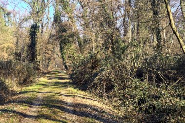 Trail with foliage and almost bare trees arching on it in a forest on a winter day in the italian countryside