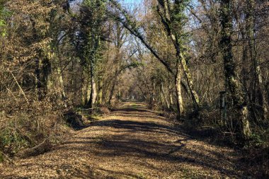 Trail with foliage and almost bare trees arching on it in a forest on a winter day in the italian countryside