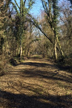 Trail with foliage and almost bare trees arching on it in a forest on a winter day in the italian countryside