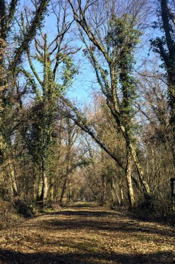 Trail with foliage and almost bare trees arching on it in a forest on a winter day in the italian countryside