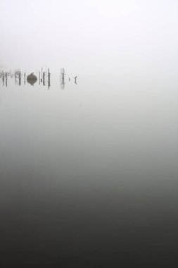 Poles and plants of a grove next to the lakeshore on a foggy day in winter