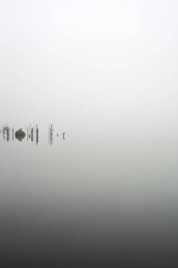 Poles and plants of a grove next to the lakeshore on a foggy day in winter