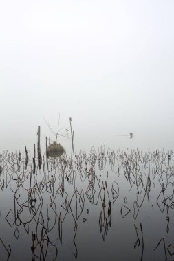 Poles and plants of a grove next to the lakeshore on a foggy day in winter