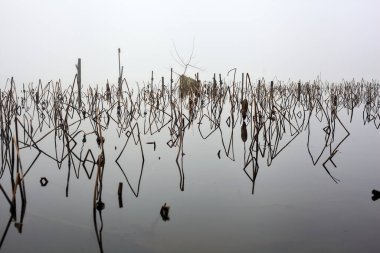 Poles and plants of a grove next to the lakeshore on a foggy day in winter