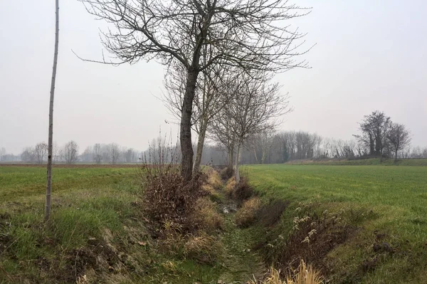 イタリアの田舎で曇りの日にフィールド間の木と灌漑チャンネル — ストック写真