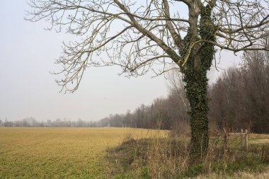 İtalya 'nın kışın kırsalında bulutlu ve sisli bir günde bir tarlanın kenarında çıplak kavak.