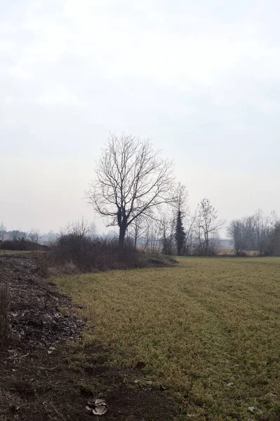 冬日里 意大利乡间多云 多雾的一天 白杨树在田野的边缘 — 图库照片