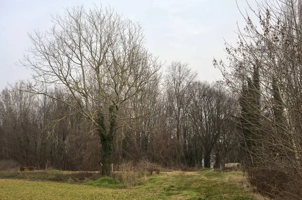 冬日里 意大利乡间多云 多雾的一天 白杨树在田野的边缘 — 图库照片