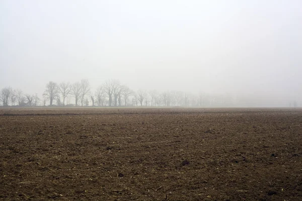 Ряд Деревьев Рядом Возделываемым Полем Туманный День Итальянской Сельской Местности — стоковое фото