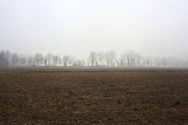 Ряд Деревьев Рядом Возделываемым Полем Туманный День Итальянской Сельской Местности — стоковое фото