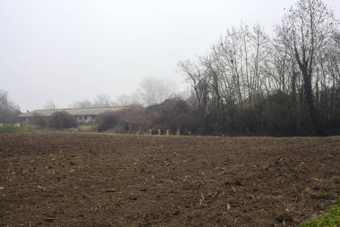 Ağaçlar ve terk edilmiş bir ahır sisli bir kış gününde tarlada.