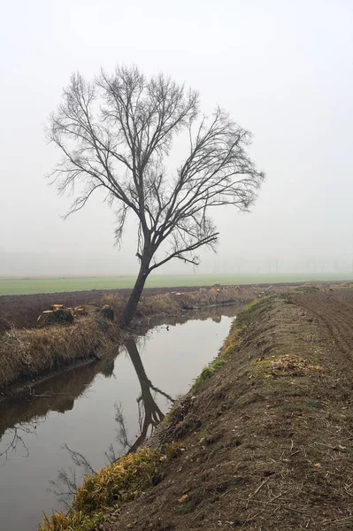 stock image Bare poplar by the shore of a creek with its reflection casted in the water on a foggy day in winter