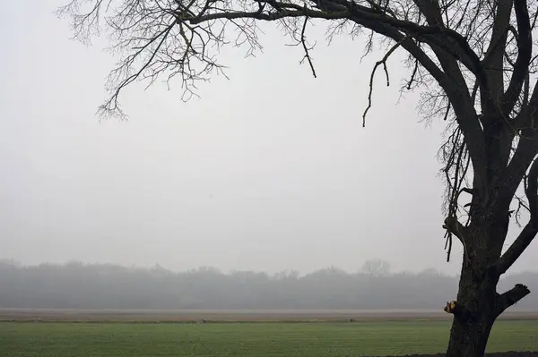 Field Countryside Foggy Day Winter Framed Bare Poplar — Stock Photo, Image