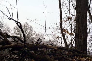 Bulutlu bir günde dağın yamacında bir orman
