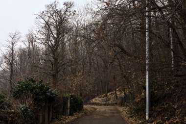Kışın bulutlu bir günde, bir dağın eteklerinde çıplak ağaçlarla çevrili bir parkta dolambaçlı bir yol.
