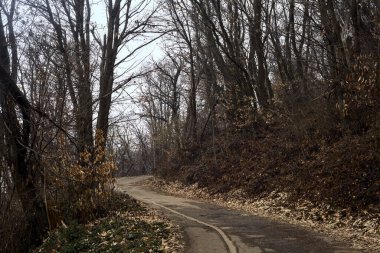Kışın bulutlu bir günde, bir dağın eteklerinde çıplak ağaçlarla çevrili bir parkta dolambaçlı bir yol.