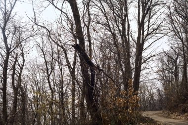 Kışın bulutlu bir günde, bir dağın eteklerinde çıplak ağaçlarla çevrili bir parkta dolambaçlı bir yol.