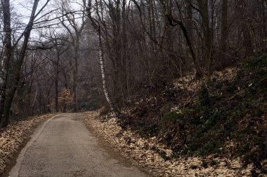 Kışın bulutlu bir günde, bir dağın eteklerinde çıplak ağaçlarla çevrili bir parkta dolambaçlı bir yol.